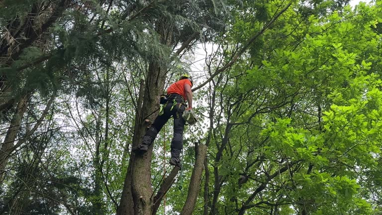 St Elmo, IL Tree Removal and Landscaping Services Company